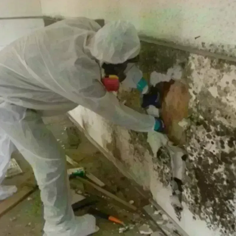 Mold Remediation and Removal in Potala Pastillo, PR